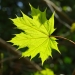 Maple