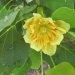 Tulip Tree