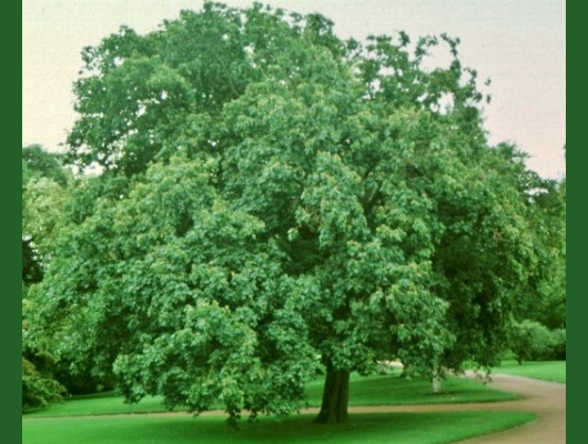 Hedge Maple