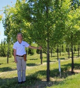 shade trees in nursery red maple