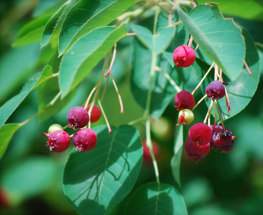 serviceberry-berries