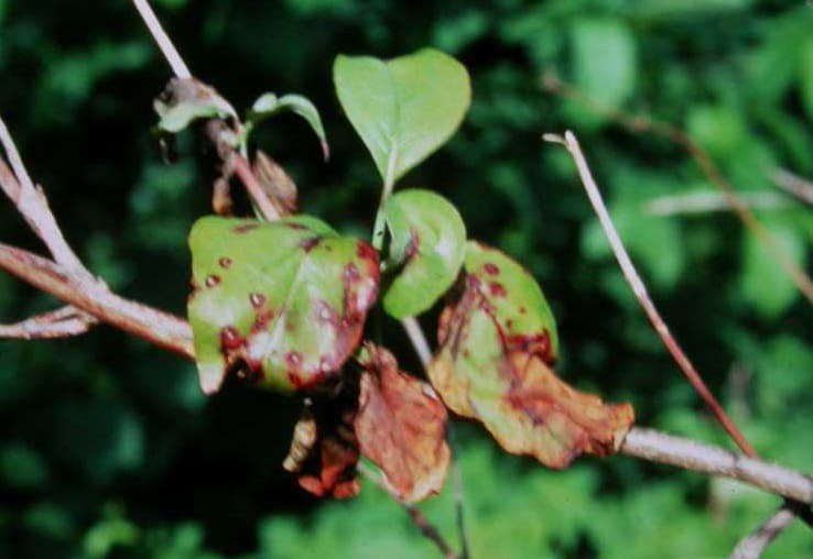 anthracnose on dogwood leaves PHOTO: Missouri Botanical Garden