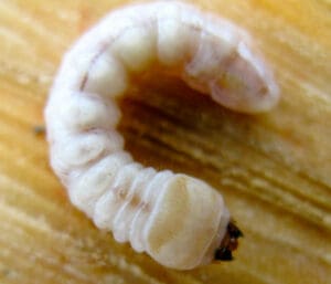 Flat-headed Borer. Photo: J Neal