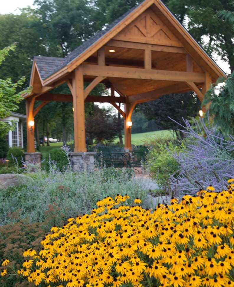 a cluster of perennial Black-eyed Susans