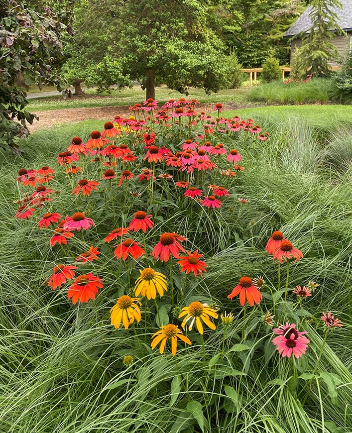 perennial garden of coneflowers and native grasses